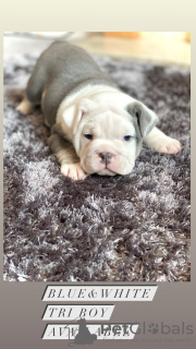 Photo №1. bulldog anglais - à vendre en ville de Антверпен | 400€ | Annonce №131472