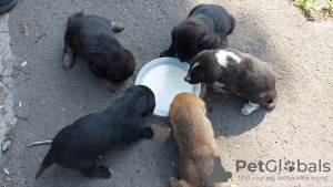 Photo №2 de l'annonce № 52487 de la vente chien bâtard - acheter à Ukraine annonce privée