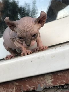 Photos supplémentaires: Chatons Sphynx canadiens, elfe