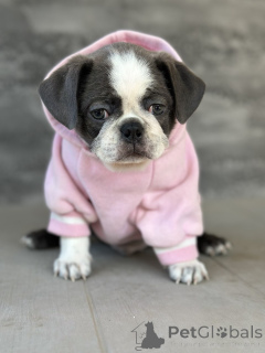 Photo №4. Je vais vendre puggle en ville de Sivats.  - prix - négocié