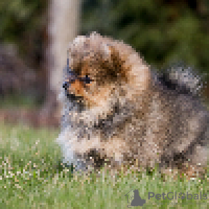 Photos supplémentaires: chiots poméraniens