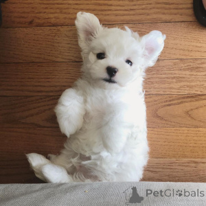 Photo №2 de l'annonce № 136905 de la vente lhassa apso - acheter à Suisse 