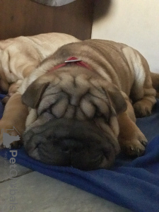 Photos supplémentaires: 3 szczenięta Shar Pei na sprzedaż