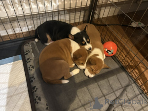 Photo №2 de l'annonce № 135170 de la vente basenji - acheter à Allemagne annonce privée