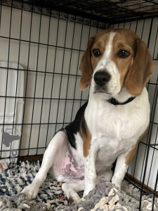 Photo №1. beagle - à vendre en ville de Берч Ран | 473€ | Annonce №103232