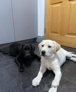 Photo №1. labrador retriever - à vendre en ville de Manchester | 300€ | Annonce №155343