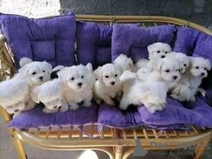 Photo №1. bichon maltais - à vendre en ville de Würzburg | 100€ | Annonce №129416