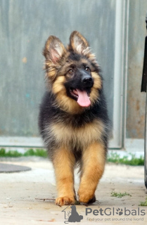 Photos supplémentaires: Magnifiques chiots berger allemand dsh.