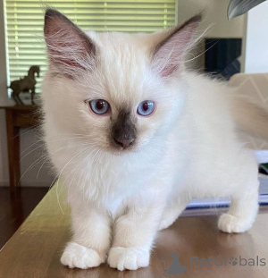 Photo №4. Je vais vendre ragdoll en ville de Sydney. annonce privée - prix - 744€