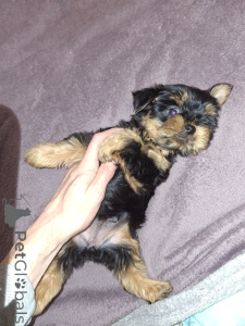 Photo №2 de l'annonce № 162872 de la vente biewer yorkshire terrier, yorkshire terrier - acheter à Suède annonce privée, de la fourrière, éleveur