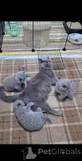Photo №1. british shorthair - à vendre en ville de Bamberg | 500€ | Annonce № 164514