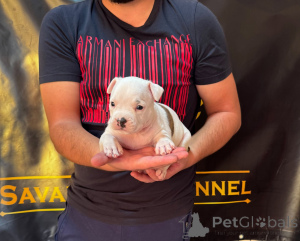 Photo №3. American Staffordshire Terrier, chiots de race de première classe. Serbie