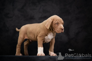 Photo №1. american bully - à vendre en ville de Ниш | négocié | Annonce №74760