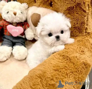 Photo №2 de l'annonce № 163385 de la vente bichon maltais - acheter à Pologne éleveur