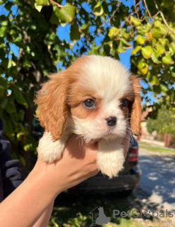 Photo №4. Je vais vendre cavalier king charles spaniel en ville de Zrenjanin. éleveur - prix - négocié