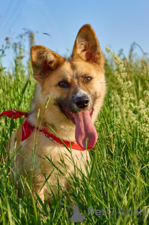 Photo №3. Le chien affectueux et gentil Rafael entre de bonnes mains. Fédération de Russie