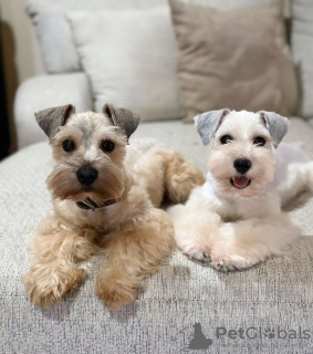 Photo №4. Je vais vendre schnauzer miniature en ville de Kuznetsk. éleveur - prix - 473€