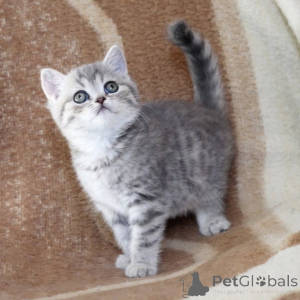 Photo №2 de l'annonce № 174790 de la vente british shorthair - acheter à Australie 