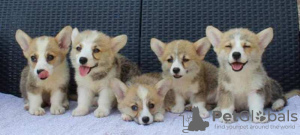 Photo №1. welsh corgi - à vendre en ville de Bajša | négocié | Annonce №112204