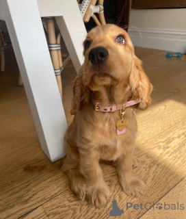 Photo №2 de l'annonce № 161299 de la vente cocker spaniel anglais - acheter à Pays Bas éleveur