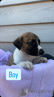 Photo №2 de l'annonce № 143907 de la vente beagle - acheter à Fédération de Russie annonce privée