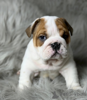 Photo №1. bulldog anglais - à vendre en ville de Cologne | 350€ | Annonce №178867