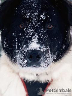 Photos supplémentaires: Polina, une chienne énergique, active et bienveillante, cherche sa maison !