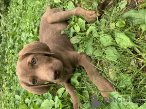 Photo №1. labrador retriever - à vendre en ville de Tbilissi | Gratuit | Annonce №61164