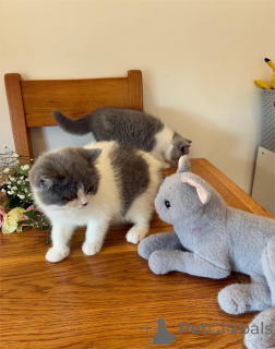 Photo №1. british shorthair - à vendre en ville de Budapest | 350€ | Annonce № 153214