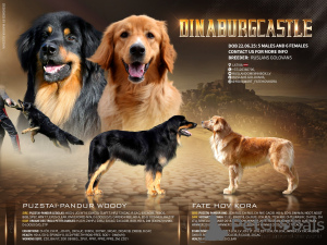 Photo №1. hovawart - à vendre en ville de Daugavpils | 2000€ | Annonce №144437