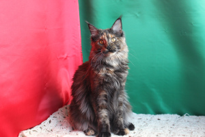 Photos supplémentaires: Maine Coon, chatons de la chatterie d'Odessa Kato-Gardanto