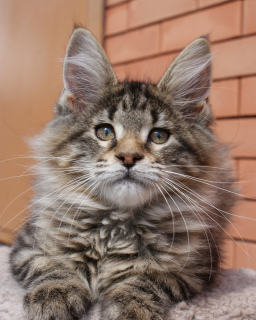 Photo №1. maine coon - à vendre en ville de Rostov-sur-le-Don | 482€ | Annonce № 6334