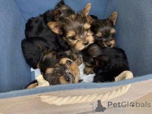 Photo №2 de l'annonce № 160035 de la vente yorkshire terrier - acheter à La Roumanie annonce privée