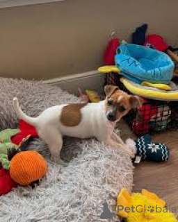 Photo №1. jack russell terrier - à vendre en ville de Berlin | négocié | Annonce №136855