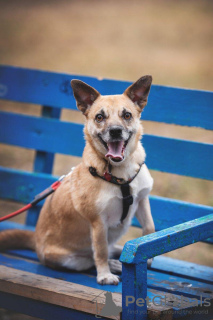 Photo №1. chien bâtard - à vendre en ville de Москва | Gratuit | Annonce №120239