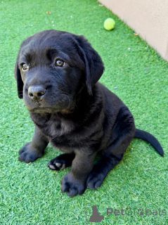 Photo №3. Adorables chiots Labrador Retriever recherchent une famille aimante. France