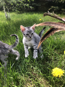 Photo №4. Je vais vendre  en ville de Ogrodzieniec. éleveur - prix - 995€