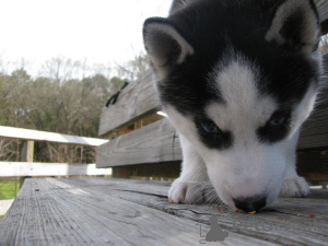 Photo №1. husky de sibérie - à vendre en ville de Grodno | négocié | Annonce №138719