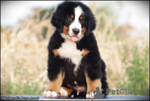 Photos supplémentaires: Chiots Bouvier Bernois