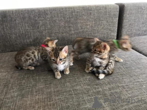 Photo №1. bengal - à vendre en ville de Helsinki | 500€ | Annonce № 161082