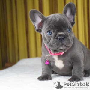 Photo №4. Je vais vendre bouledogue en ville de Mielno. annonce privée - prix - 300€