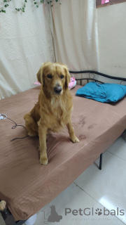 Photo №2. Service d'accouplement golden retriever. Prix - négocié