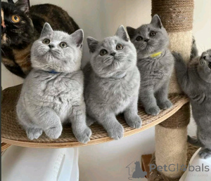 Photo №2 de l'annonce № 158951 de la vente british shorthair - acheter à Pologne annonce privée