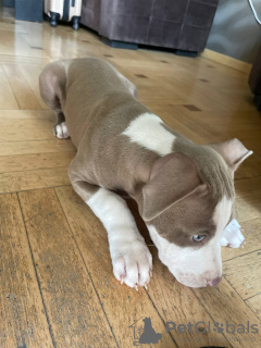 Photo №1. american pit bull terrier - à vendre en ville de Tbilissi | 95€ | Annonce №106779