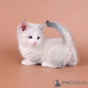 Photo №1. munchkin - à vendre en ville de Aarbergen | 350€ | Annonce № 177801