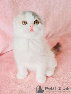 Photo №2 de l'annonce № 123045 de la vente scottish fold - acheter à Hongrie annonce privée