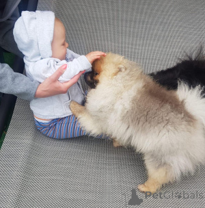 Photo №1. spitz nain - à vendre en ville de Brême | négocié | Annonce №167876