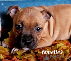 Photo №2 de l'annonce № 78623 de la vente staffordshire bull terrier - acheter à France éleveur