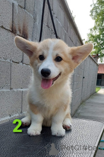 Photo №4. Je vais vendre welsh corgi en ville de Zrenjanin. éleveur - prix - négocié