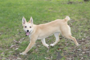 Photo №1. chien bâtard - à vendre en ville de Rivière moscou | Gratuit | Annonce №159004